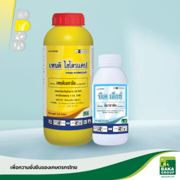 บีเค เพนดิ ซีเอส + เอ็กซ์