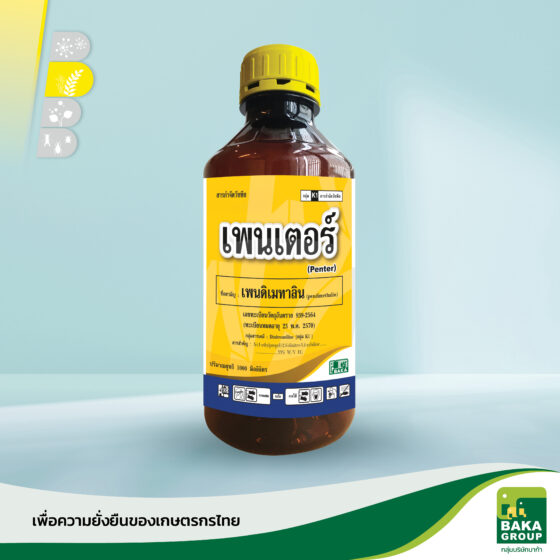 เพนเตอร์